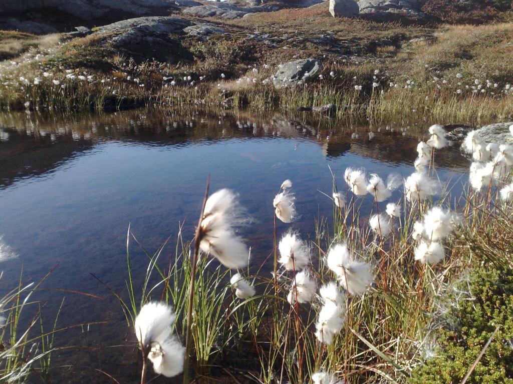 Djupvasshytta Bed & Breakfast Geiranger Buitenkant foto